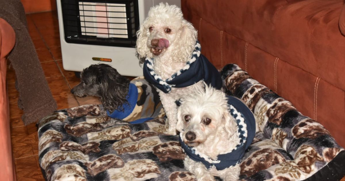 Protege a tus mascotas del frío, mira las recomendaciones por temporada invernal