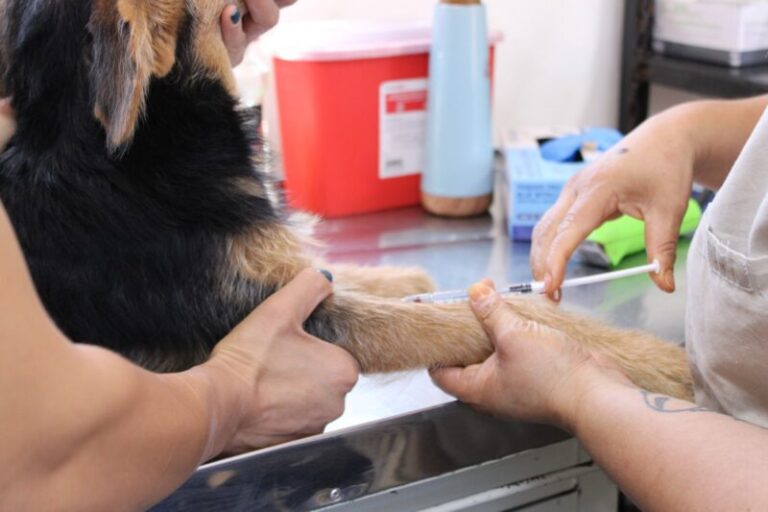 Fomentan esterilización para perros y gatos