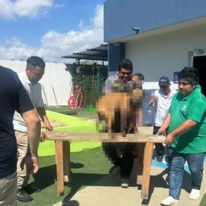 Milagro Peludo: Lomito herido se recupera en Mérida