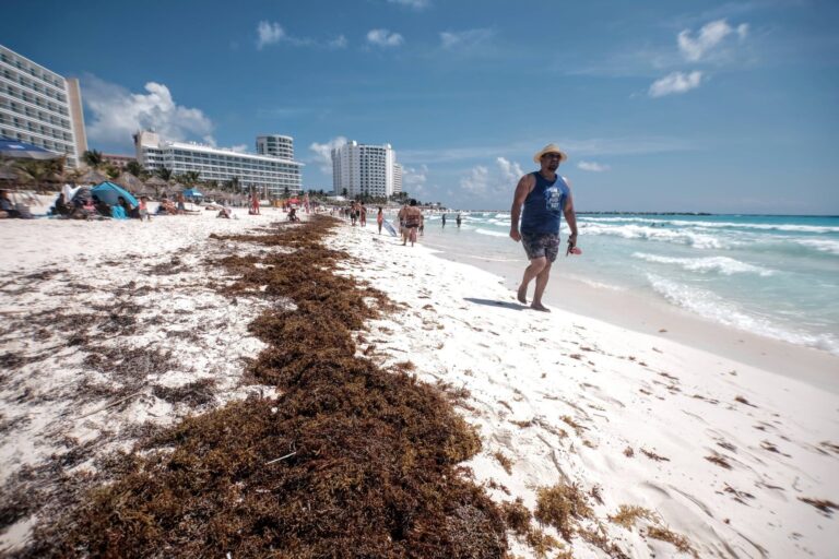 Sargazo llega antes de Semana Santa a playas de Quintana Roo