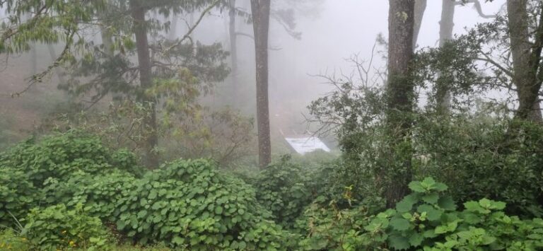 Empresas, gobierno y comunidades logran proteger más de 41 mil hectáreas de bosque en la Sierra Gorda con el programa Carbono Biodiverso
