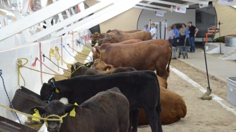 Recuperan 370 mil pesos por fraudes agropecuarios