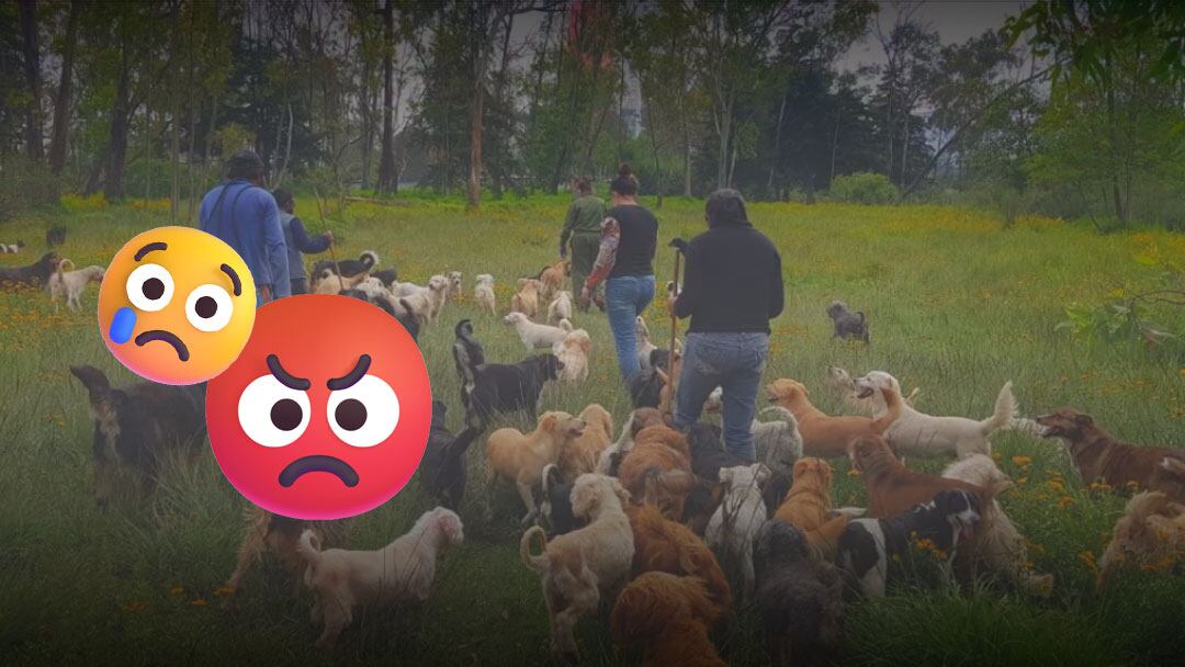 Animales sufrían maltrato en Refugio Franciscano