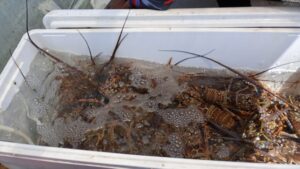 Langosta en pausa: Inicia la Veda en Yucatán