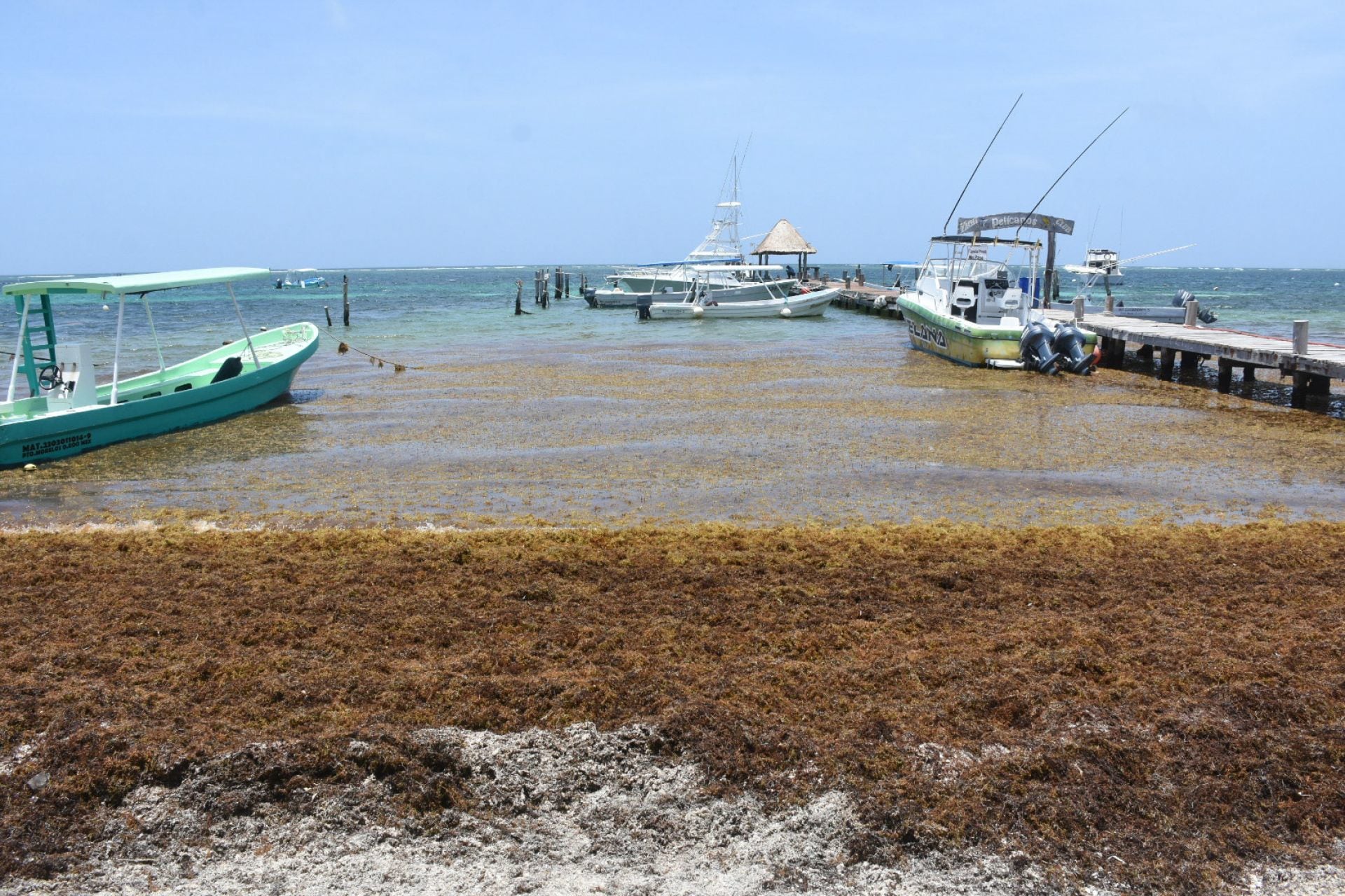 Sargazo en Quintana Roo