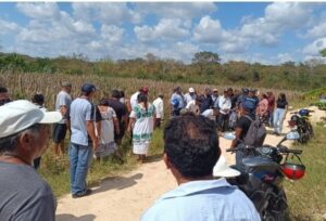 Plaga devastadora: Tejones arrasan milpas del sur