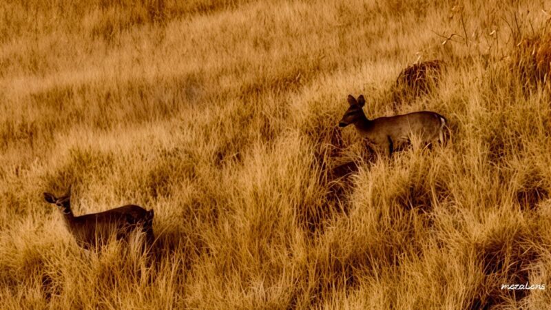 Exige SLC consultar para proteger Sierra del Mogote