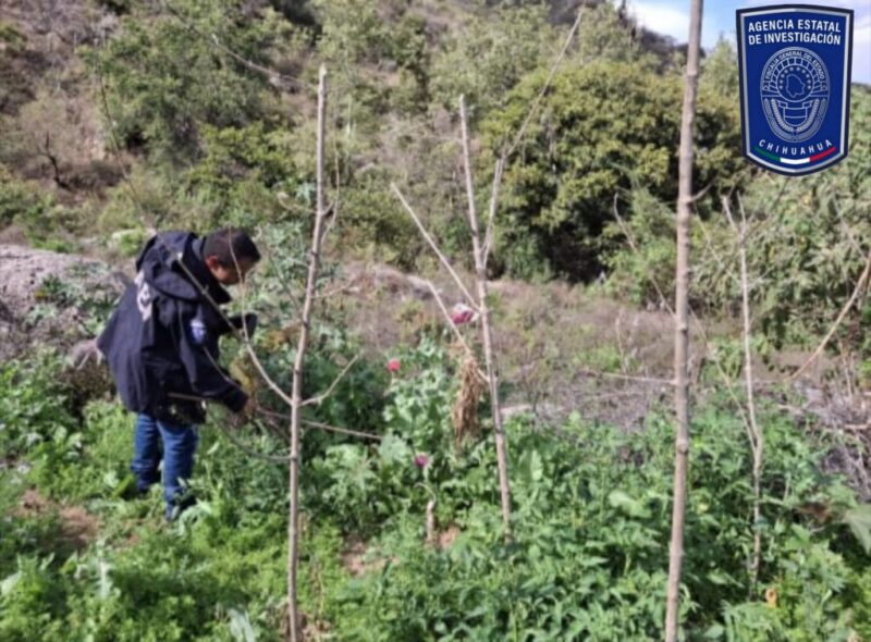 Destruye AEI plantío de 900 metros cuadrados de amapola en Morelos
