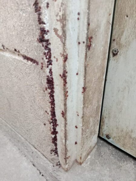 Denuncian vivienda infestada de garrapatas en cementerio de animales