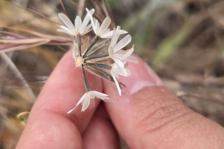 Planta “perdida” reaparece 144 años después, justo en el trazo para el bypass TJ–Ensenada