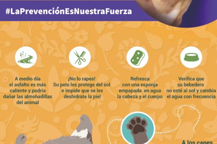 Secretaría de Gestión Integral de Riesgos y Protección Civil comparte recomendaciones para el cuidado de mascotas durante ola de calor