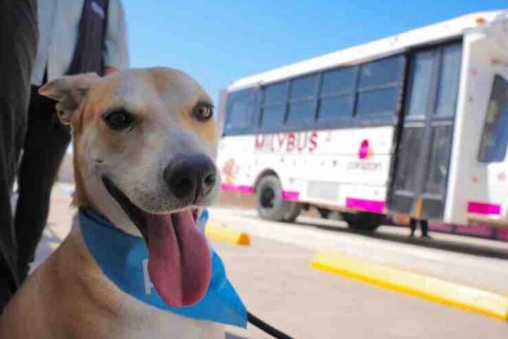 Baja California reconoció a animales con protección jurídica constitucional