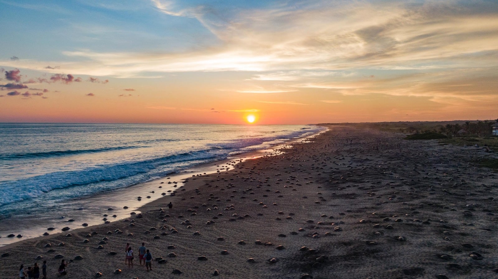 Tortugas en Playa Escobilla