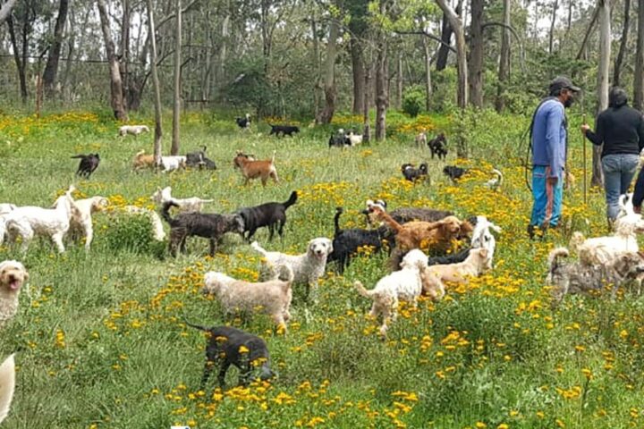 #Reportajes | Perros y gatos no piden ser abandonados, pero lo son (Primera Parte)