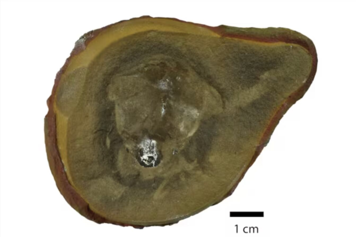 Falso fósil de pulpo