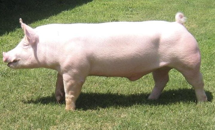 Cerdo Yorkshire Americano