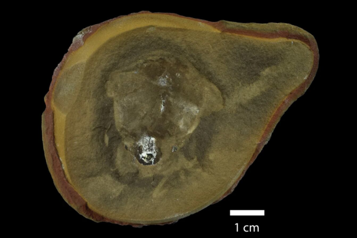 Falso fósil de pulpo