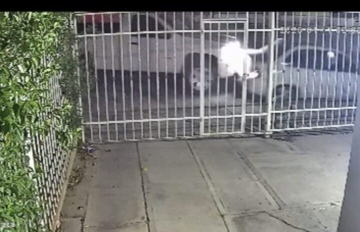 Vecino pide apoyo para localizar a conductor que huyó tras choque en la madrugada