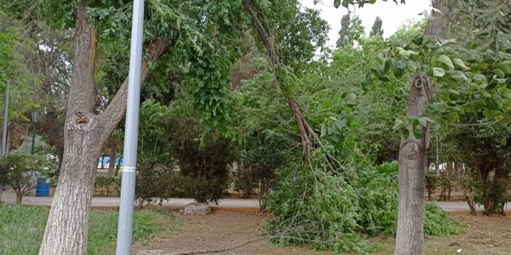 Ciudad Deportiva en total abandono: ramas caídas ponen en riesgo a ciudadanos