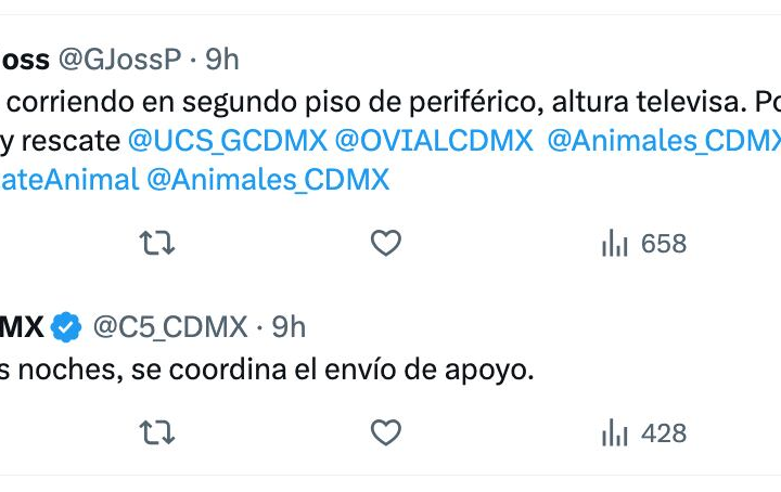 Captan a perro corriendo por el segundo piso del periférico