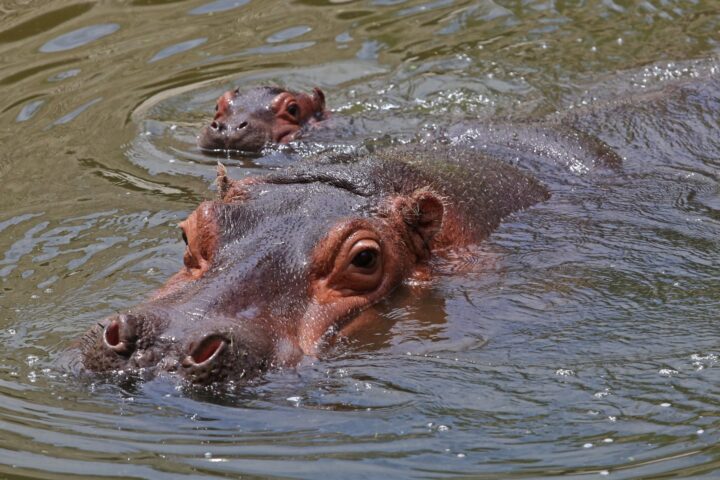 Hipopótamos