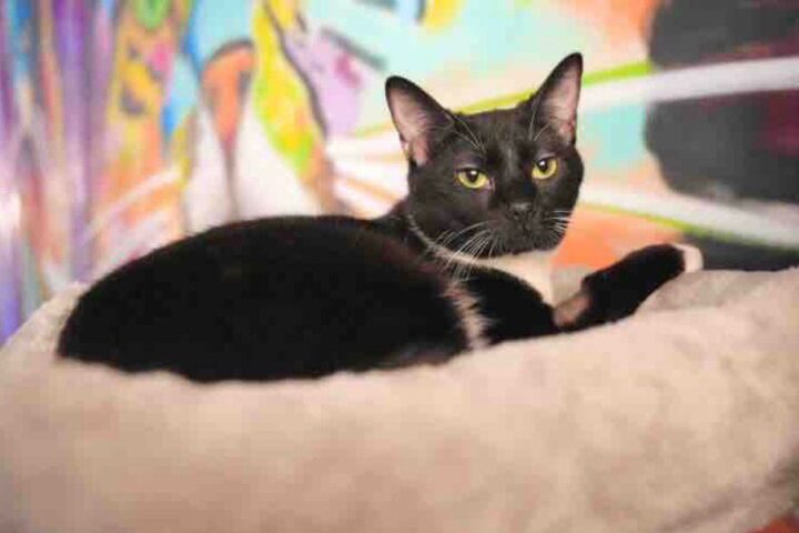 Baja California reconoció a animales con protección jurídica constitucional