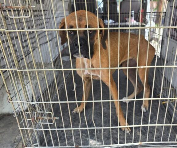 Busca Estado coordinar con municipio refugio animal