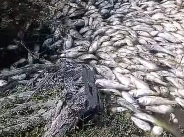 Conagua descarta muerte de peces en Veracruz y Tamaulipas por derrame de hidrocarburos