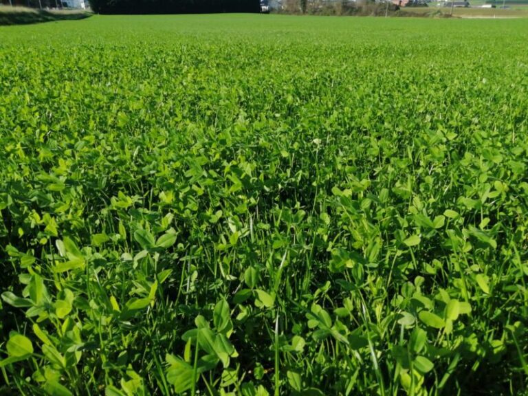 Abre SDR apoyo para semilla de pradera en Chihuahua