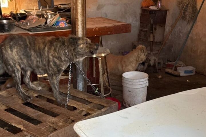 Durante marzo, aseguró FGE Norte a 10 caninos en situación de maltrato en Cd. Juárez