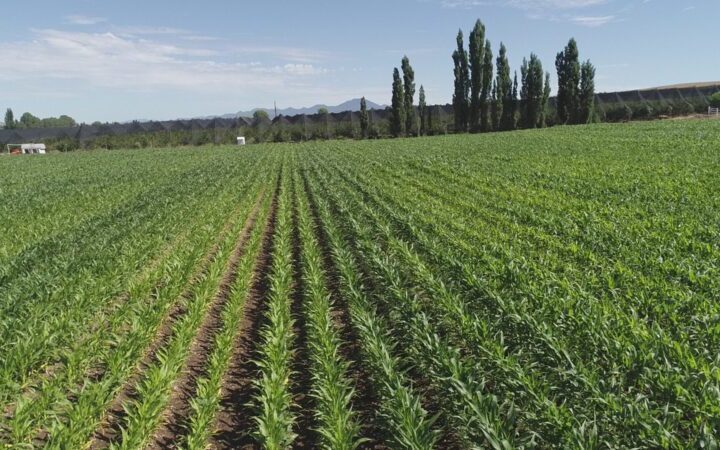 Abren apoyo para fertilizantes a productores del estado