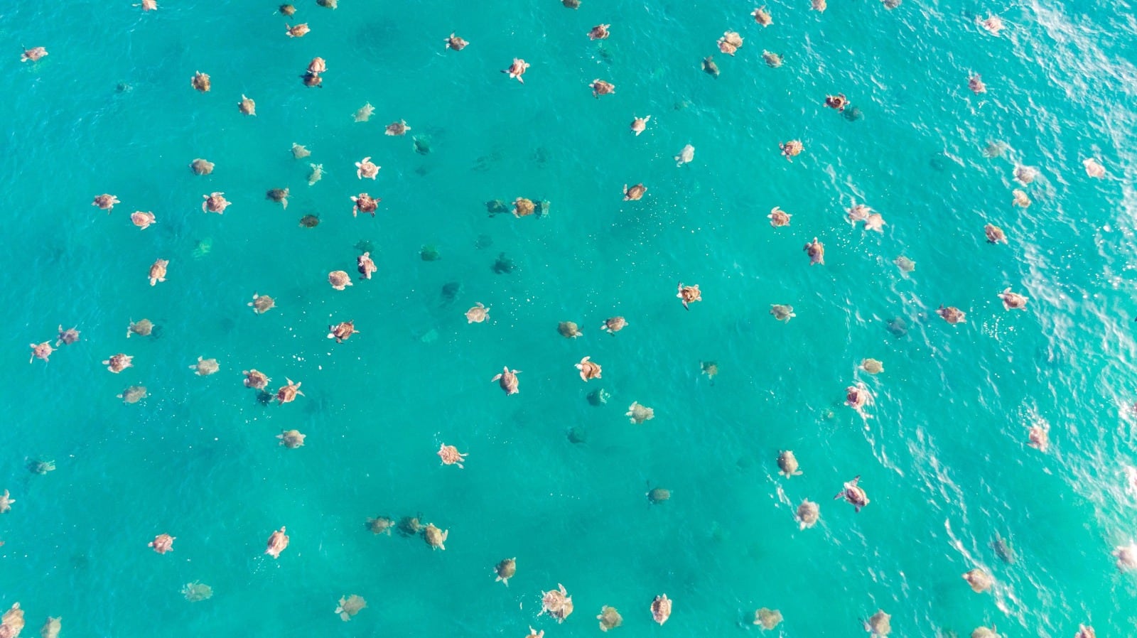 Tortugas marinas en Playa Escobilla