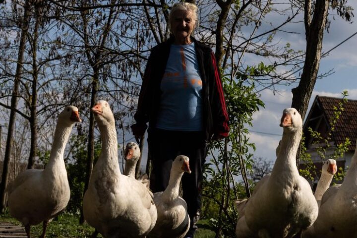 Una mujer pasea a sus gansos por las calles de Tiszabo.