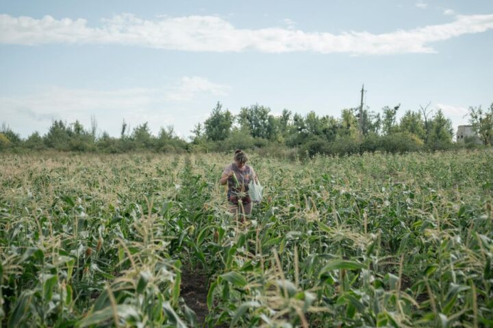 El grano que conecta la guerra de Ucrania con Israel: Kiev acusa a Tel Aviv de comprar cereal "robado" del Donbás