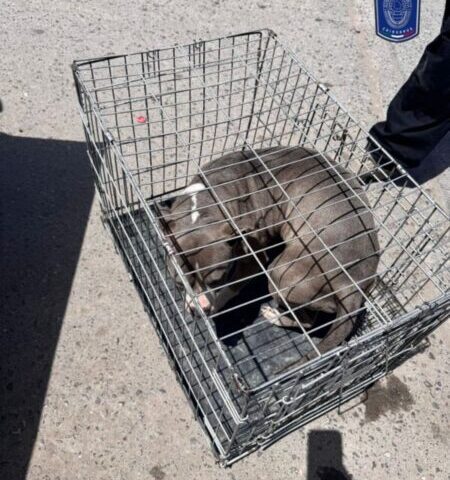 Asegura FGE Norte 17 animales en situación de maltrato en Ciudad Juárez