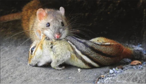 Llaman a controlar plaga de ardillas y ratas para el mundia