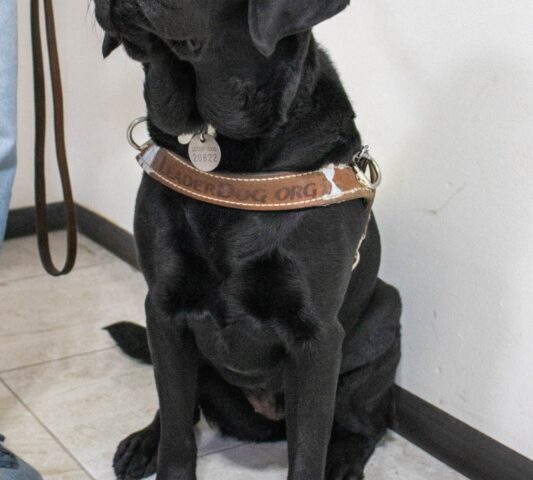 Conmemora Secretaría de Desarrollo Humano el Día Internacional del Perro Guía