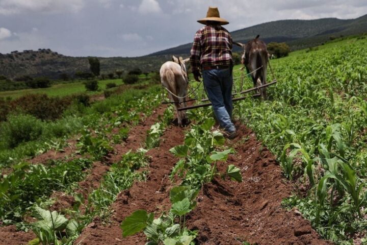Cultivos