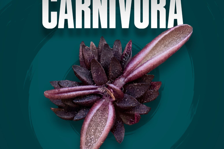 El hallazgo de Pinguicula brendae amplía el registro de plantas carnívoras en México