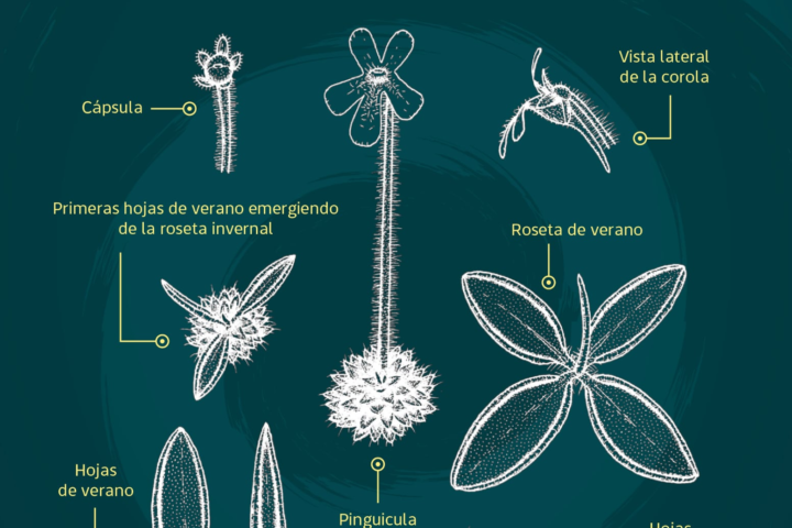 El hallazgo de Pinguicula brendae amplía el registro de plantas carnívoras en México