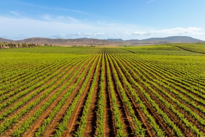 Valle de Guadalupe busca consolidarse como destino turístico premium y seguro