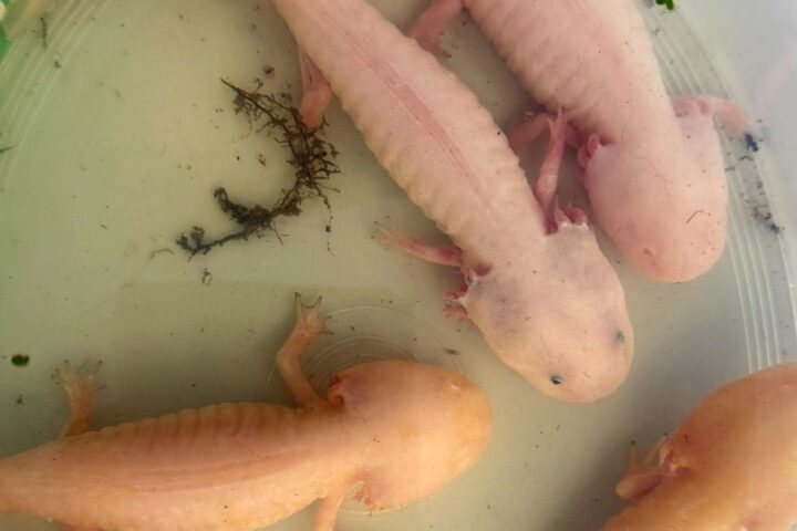 Ajolotes 