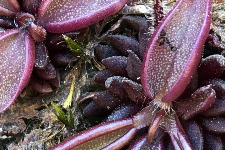 El hallazgo de Pinguicula brendae amplía el registro de plantas carnívoras en México
