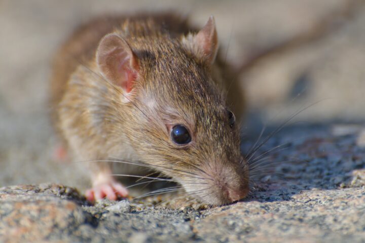 Roedor / Ratón