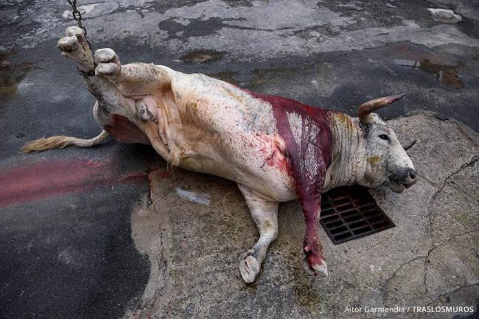 Detiene juez federal tortura de toros en Feria de Tixkokob tras amparo de PETA Latino y Animal Heroes