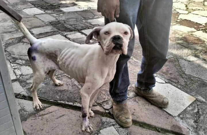 Golpean el maltrato animal en Edomex cárcel y multas de hasta 35 mil pesos endurecen castigos contra abusos