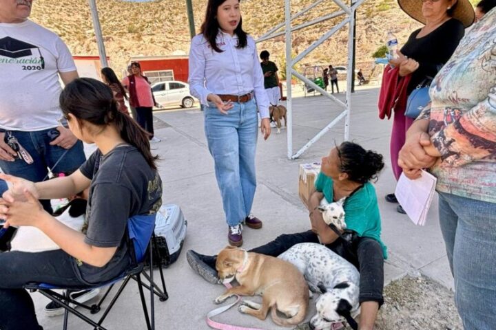 Realiza diputada Jael Argüelles 200 esterilizaciones en Palo Chino