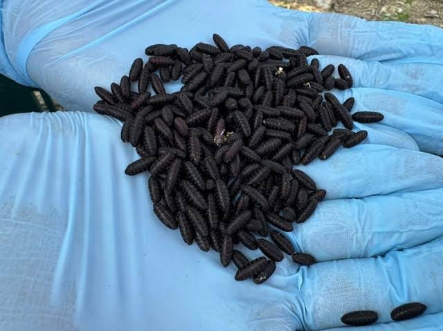 autoridades sanitarias liberan más de 40 millones de insectos estériles en chihuahua para frenar plaga ganadera