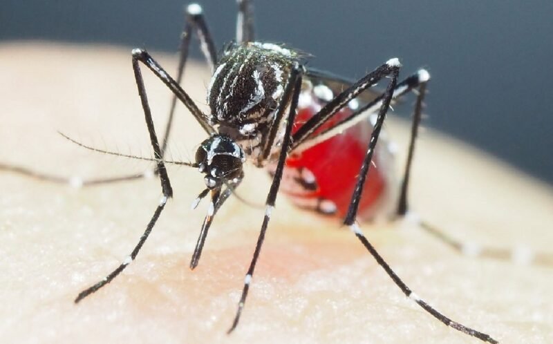 Estrategias y recomendaciones científicas para combatir al mosquito que ya es inmune a los insecticidas comunes