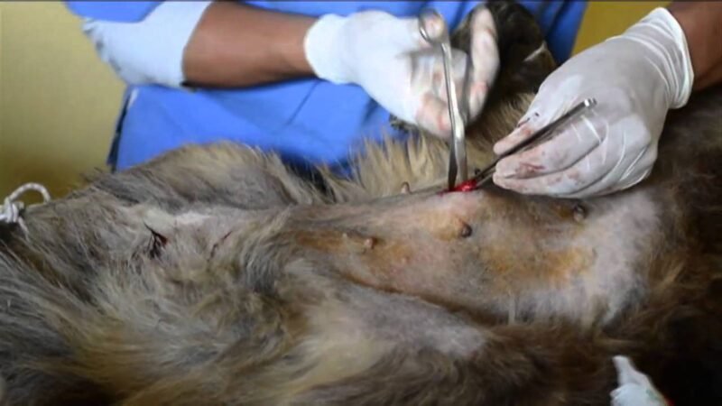 Exigen incorporar la esterilización obligatoria al reglamento de bienestar animal en Ciudad Juárez